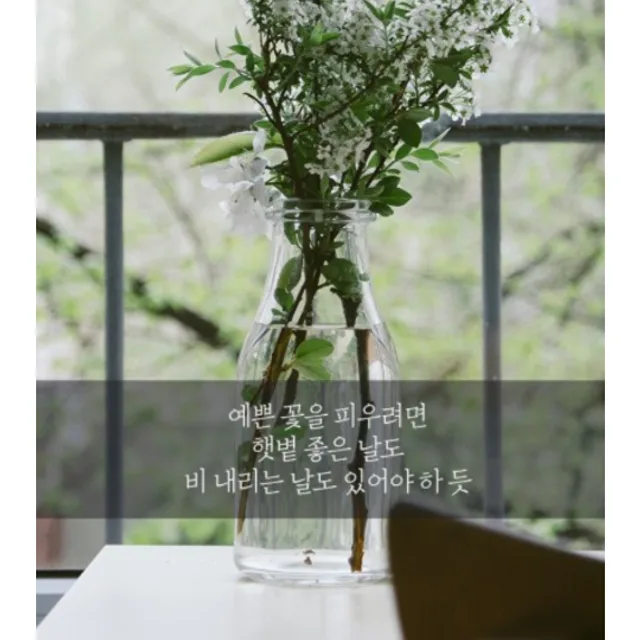 애기백곰