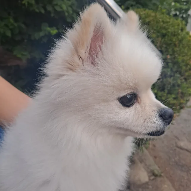 헛똑똑이76