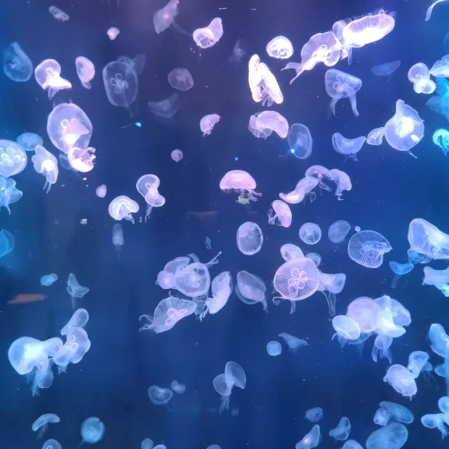 세로토닌