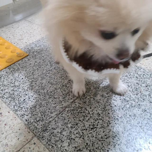 쩡애
