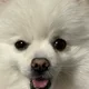 몽빵아