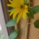 수발이네