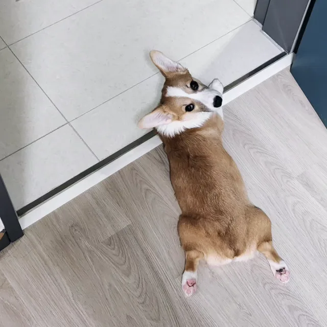담이