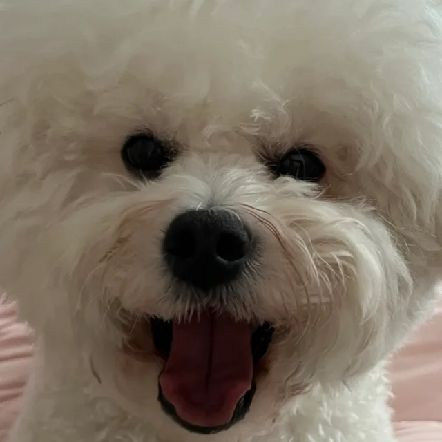 헤이브리드