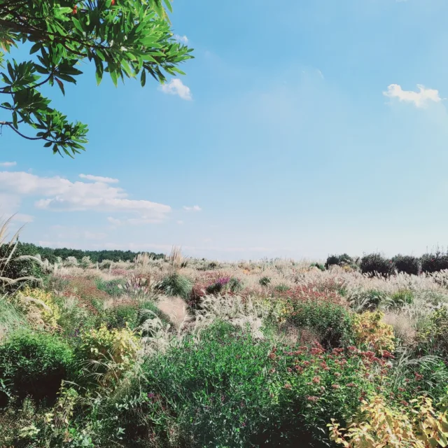 당근죠아