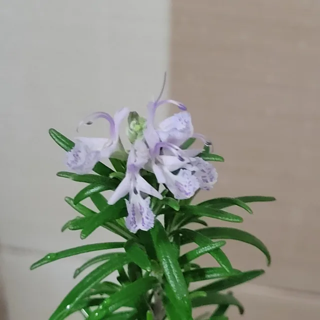들꽃향기