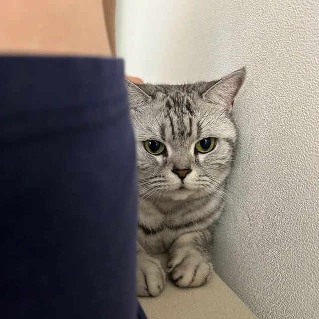 강강연