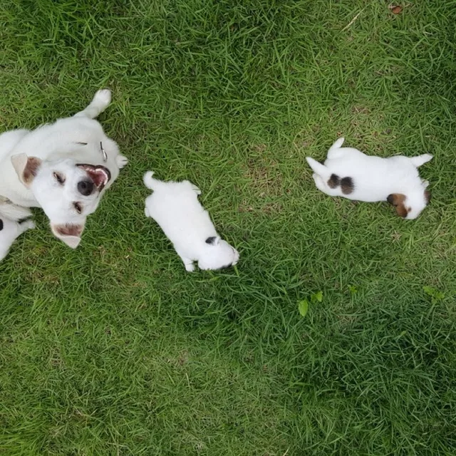 보송