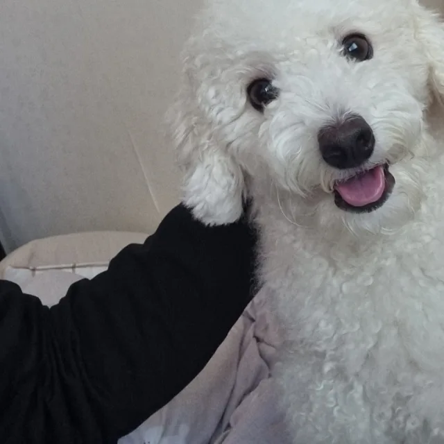 두부주먹