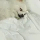 빵뚱