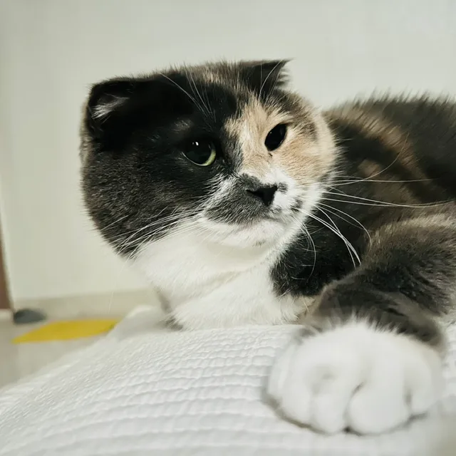 냥냥펀치