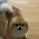 꼬망이