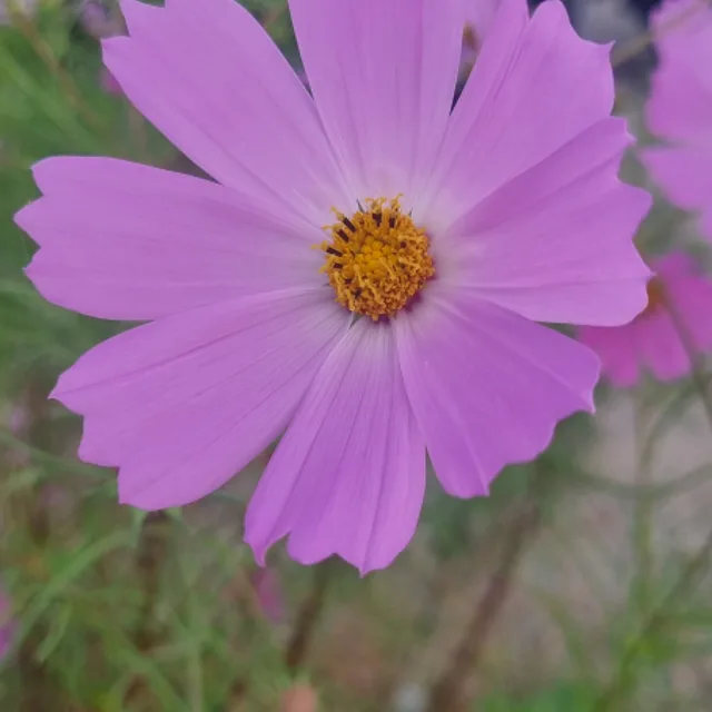 블루탱