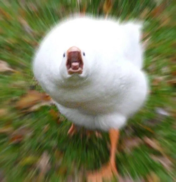 펭도리