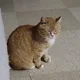 달희