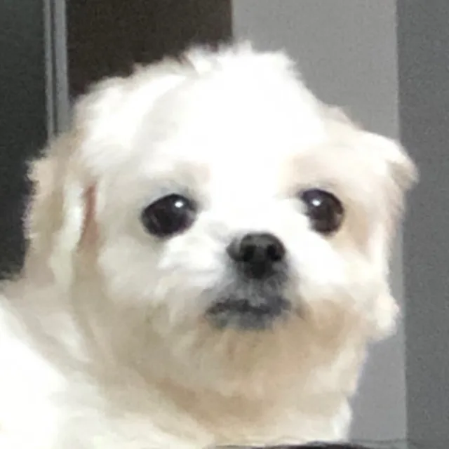 몽이