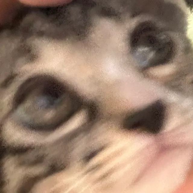 Hawwah