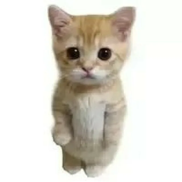 냥냥이