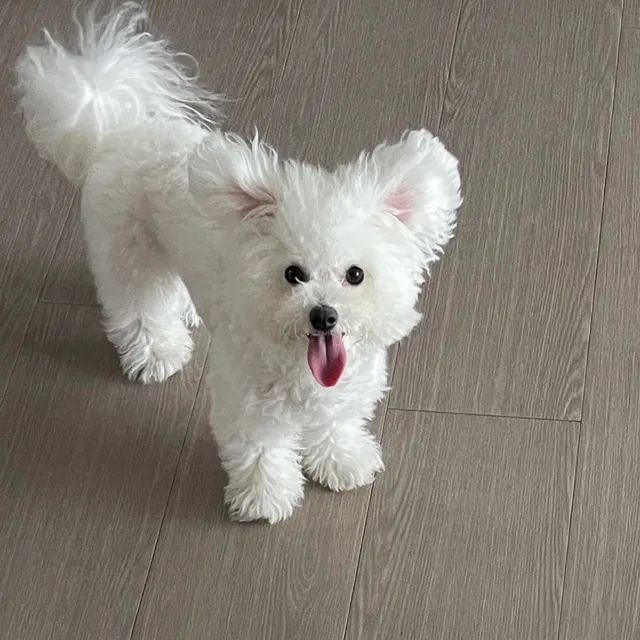 루이
