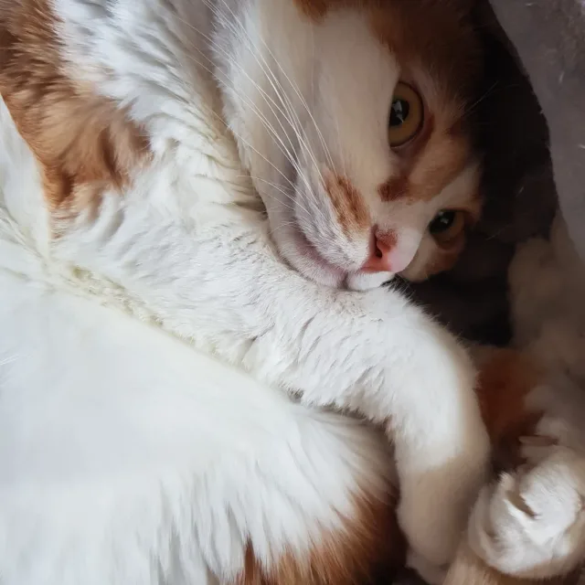 꼬미