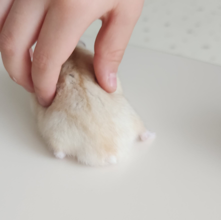 울햄찌