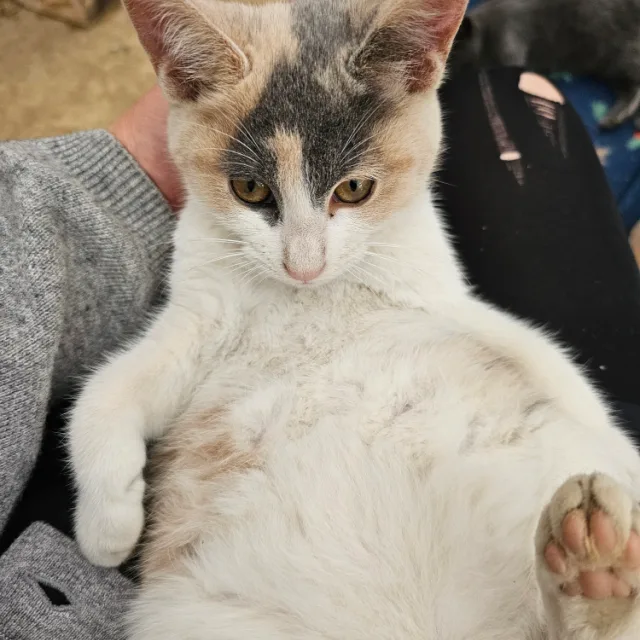 제로