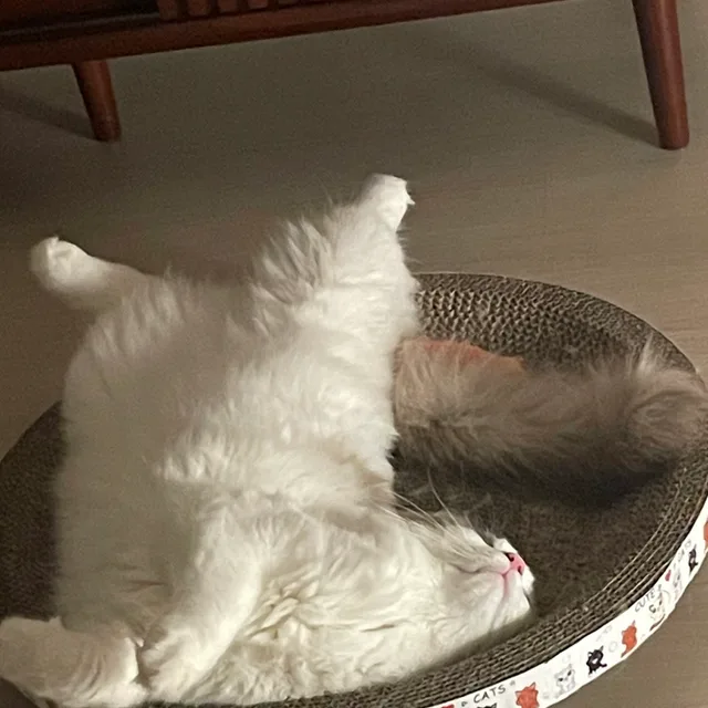 옹이