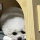 꼬꼬