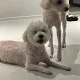 다둥파파
