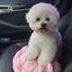 푸딩