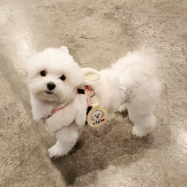 디디5