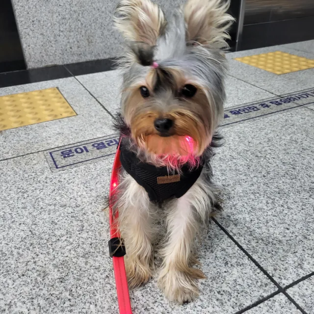 봉구야물어