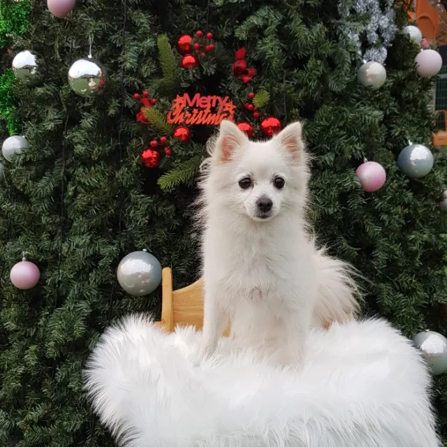 은고고