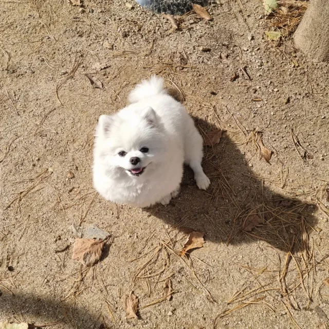 포비