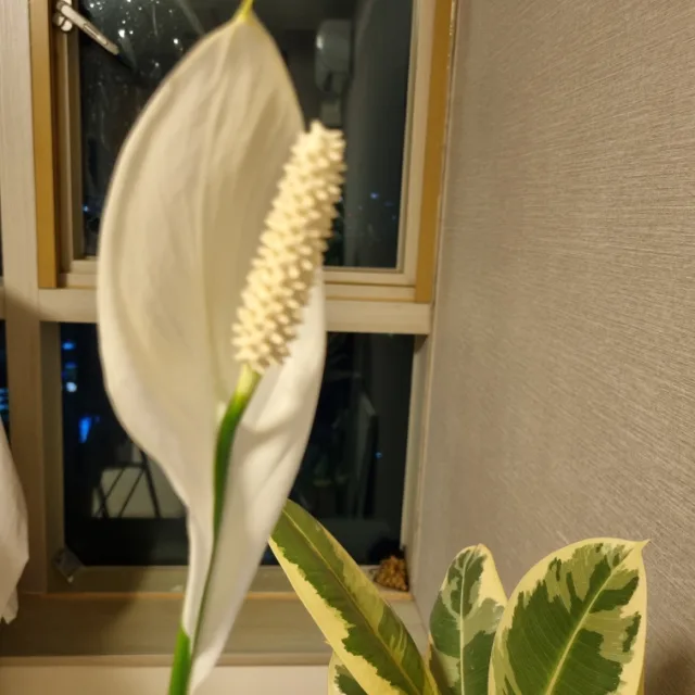 인천논현럽
