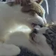 구르는고양이