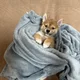 심바대길