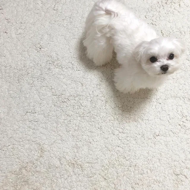뭉치