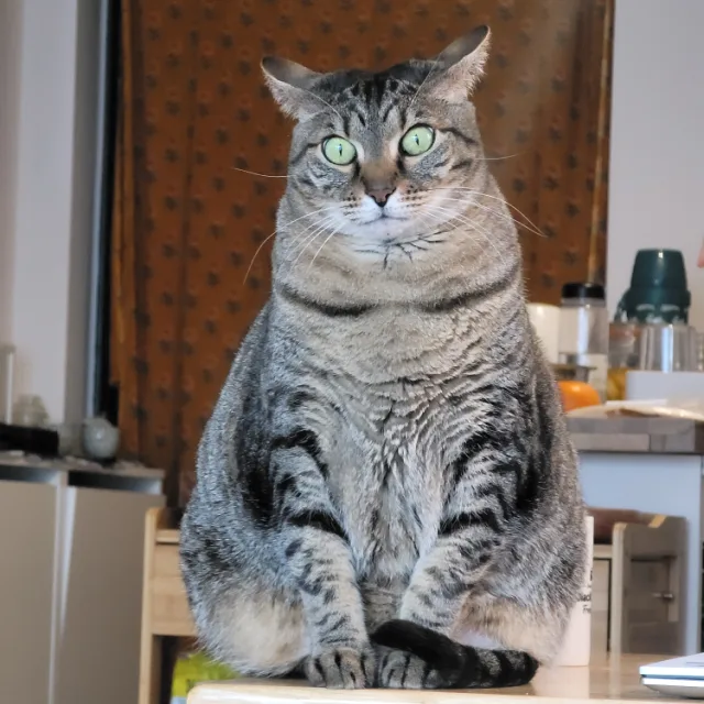 꾹이네