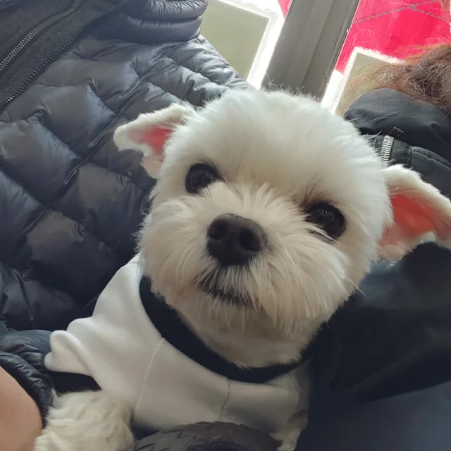 나로말할것같으면
