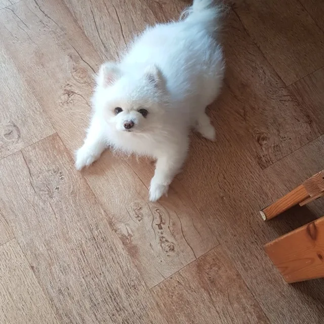 성서초