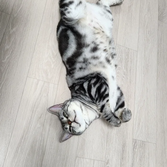 냐냐