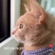 도냥이