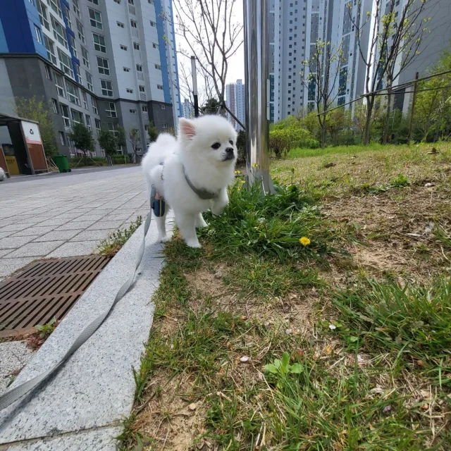 까준파파
