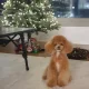 쏘니네