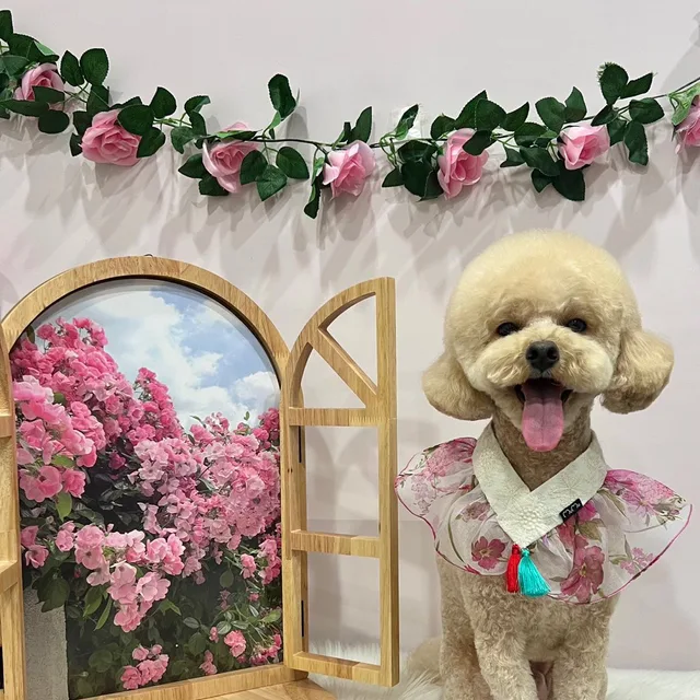 장화띠