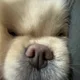 듀뷰
