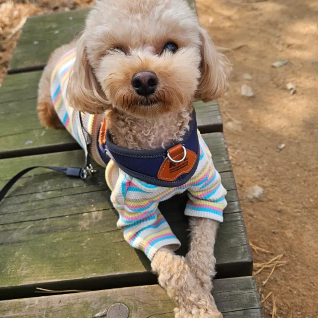 또또