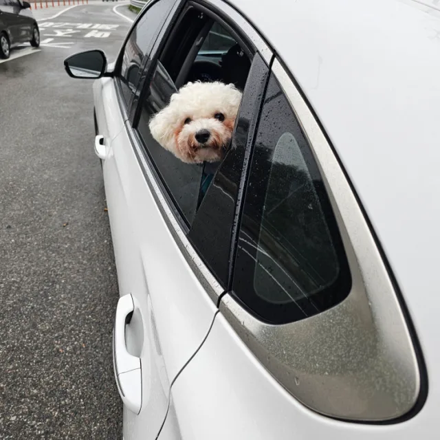 새얀