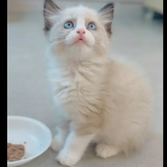 달롱심